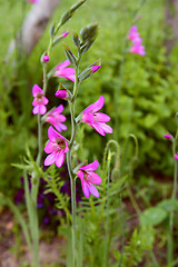 Image showing Stem of pink gladioli flowers in a flower bed