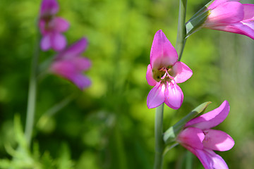 Image showing Pink gladiolus flowers in selective focus