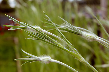 Image showing Developing buds of corncockle flowers