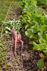 Image showing Newly harvested long radishes on the ground