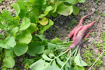 Image showing Freshly harvested long radishes