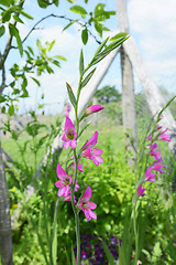Image showing Stalks of pink gladioli flowers