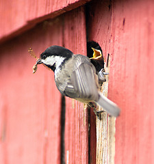 Image showing Black-capped Chickadee Bird Perched Over Nest Feeding Young