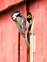 Image showing Black-capped Chickadee Bird Perched Over Nest Feeding Young