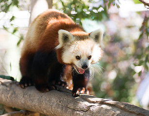 Image showing Red Panda Wild Animal Walking Down Tree Limb