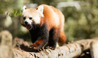 Image showing Red Panda Wild Animal Walking Down Tree Limb