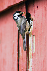 Image showing Black-capped Chickadee Bird Perched Over Nest Feeding Young