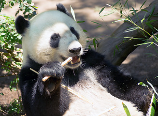 Image showing Endangered Giant Panda Eating Bamboo Stalk