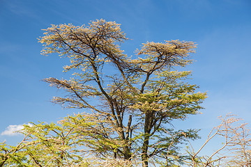 Image showing acacia trees in savannah at africa