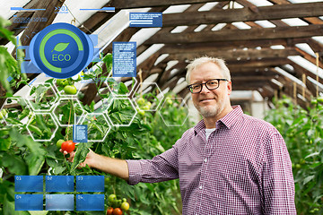 Image showing senior man growing tomatoes at farm greenhouse