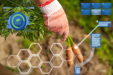 Image showing farmer hand in glove with carrots on farm