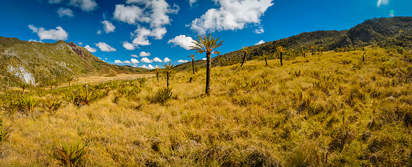 Image showing Palms surrounded by hills