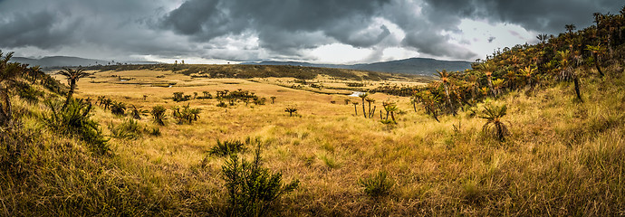 Image showing Valley with palms