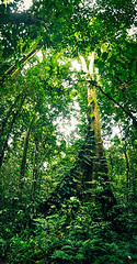 Image showing Tree with ferns