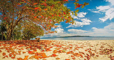 Image showing Colourful leaves on beach