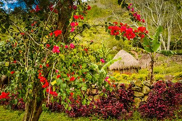 Image showing Colourful flowers in greenery