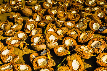 Image showing Coconut shells on ground