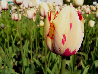 Image showing Tulip