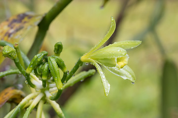 Image showing Closeup of The Vanilla plant flower, madagascar