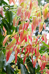 Image showing Cinnamon Tree - Cinnamomum zeylanicum