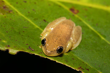 Image showing Small yellow tree frog from boophis family, madagascar