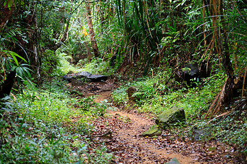 Image showing Landscape of Masoala National Park, Madagascar