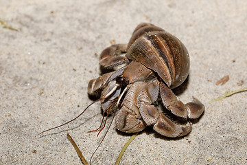 Image showing big hermit crab with snail shell Madagascar