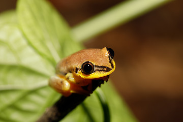 Image showing Small yellow tree frog from boophis family, madagascar