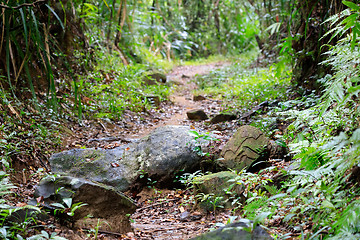 Image showing Landscape of Masoala National Park, Madagascar