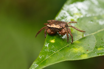 Image showing Forest Crab or forest tree climbing Crab Madagascar