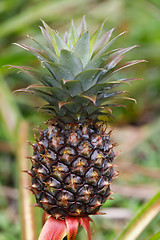 Image showing Pineapple tropical fruit in garden, madagascar