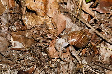 Image showing big hermit crab with snail shell Madagascar