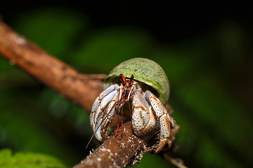 Image showing Hermit Crab with green snail shell Madagascar