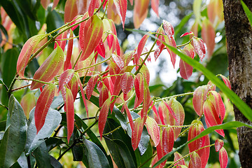 Image showing Cinnamon Tree - Cinnamomum zeylanicum