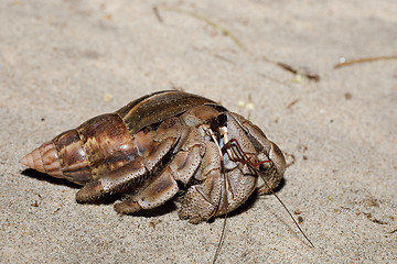 Image showing big hermit crab with snail shell Madagascar