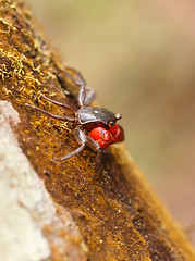 Image showing Forest Crab or Tree climbing Crab Madagascar