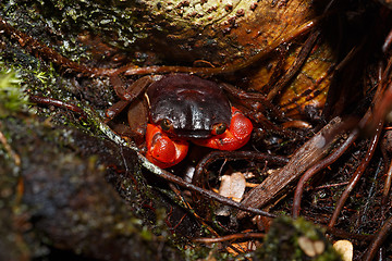 Image showing Forest Crab or Tree climbing Crab Madagascar