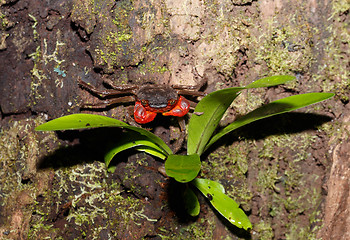 Image showing Forest Crab or Tree climbing Crab Madagascar