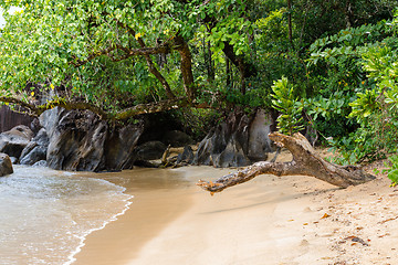 Image showing Landscape of Masoala National Park, Madagascar