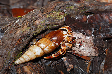 Image showing Hermit Crab with sea shell Madagascar