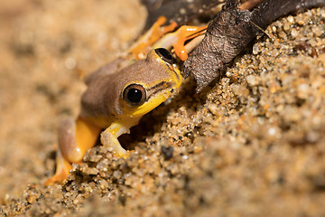 Image showing Small yellow tree frog from boophis family, madagascar