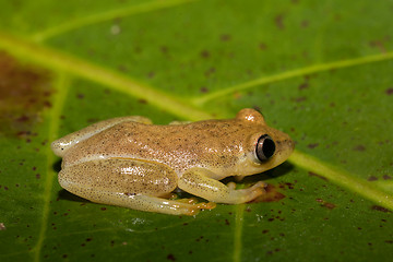 Image showing Small yellow tree frog from boophis family, madagascar