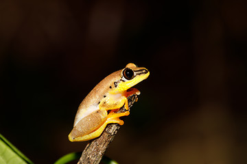 Image showing Small yellow tree frog from boophis family, madagascar