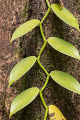 Image showing Closeup of The Vanilla plant, madagascar