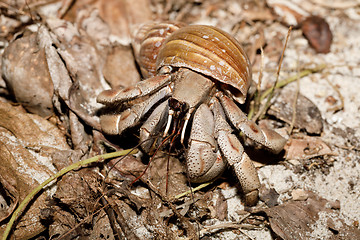 Image showing big hermit crab with snail shell Madagascar
