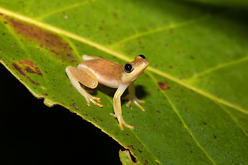 Image showing Small yellow tree frog from boophis family, madagascar