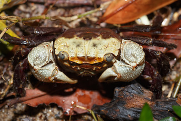 Image showing Forest Crab or forest tree climbing Crab Madagascar