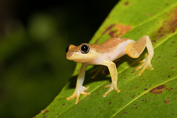 Image showing Small yellow tree frog from boophis family, madagascar