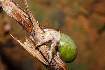 Image showing Hermit Crab with green snail shell Madagascar