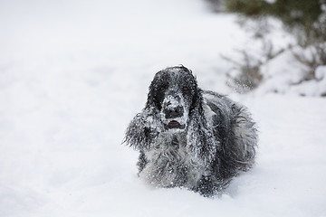 Image showing english cocker spaniel dog playing in snow winter